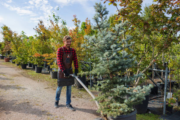 The Steps Involved in Our Tree Care Process in Pleasant Grove, UT